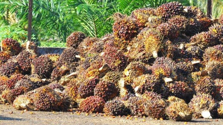 Negara-negara Penghasil Minyak Sawit Terbesar di Dunia, Indonesia Juaranya!