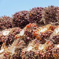 Menyingkap Peluang Pemanfaatan Limbah Cair Kelapa Sawit dalam Mitigasi Perubahan Iklim