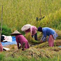 Peran Investasi dalam Peningkatkan Daya Saing Pertanian Indonesia