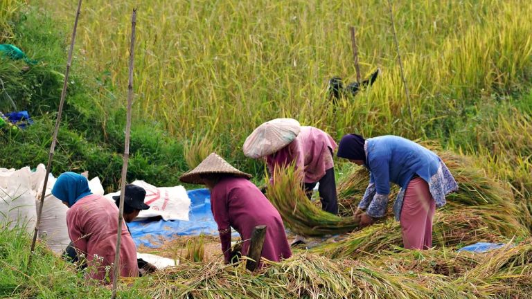 Pemenuhan Hak Pangan di Indonesia, Mulai dari Kerangka Hukum hingga Aksi Nyata