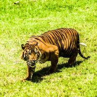 Tentang TWNC, Harimau Sumatera, dan Asa Merawat Bumi