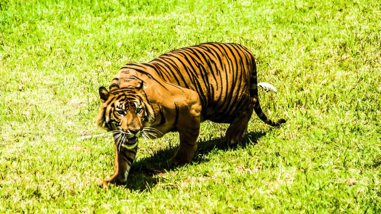 Jalan Panjang TWNC Lestarikan Harimau Sumatera: Spesies Harimau Endemik Terakhir dari Indonesia