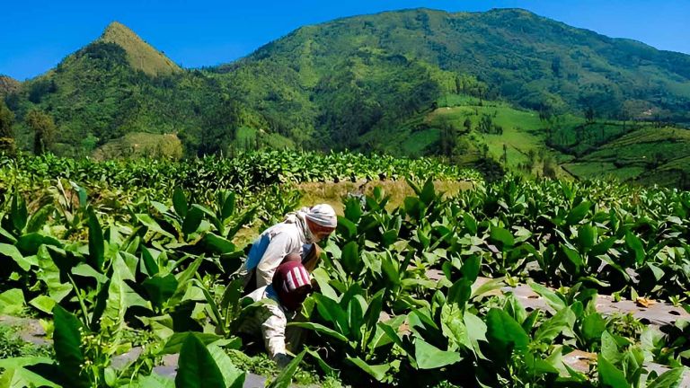 Soal Penyeragaman Kemasan Rokok Ancam Krisis Ekonomi Bagi Petani Tembakau