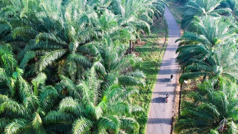 Upaya Perlindungan Pekerja Sawit Asal NTT