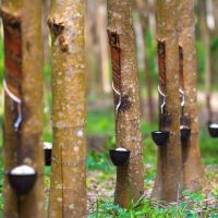 Pentingnya Manajemen Lahan Perkebunan di Indonesia, Pakar: Selain Sawit, Karet Juga Perlu Diperhatikan!