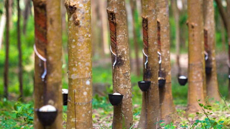 Pentingnya Manajemen Lahan Perkebunan di Indonesia, Pakar: Selain Sawit, Karet Juga Perlu Diperhatikan!