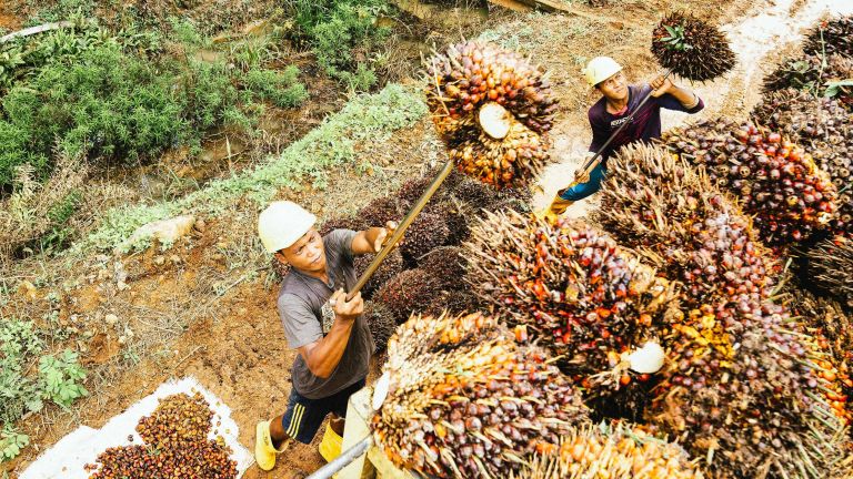 INDEF Ungkap Pentingnya Penguatan Sektor Sawit demi Stabilitas Ekonomi Indonesia