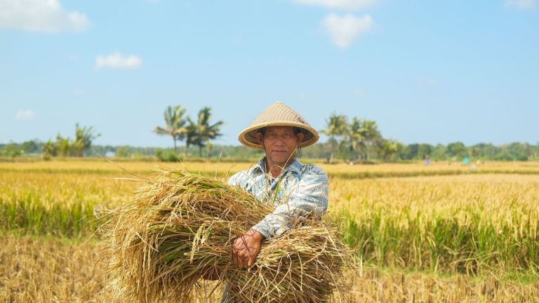 Produk Digital Semaai Tingkatkan Wawasan dan Keuntungan Petani Indonesia