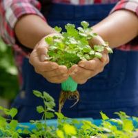 Menggenjot Konsep Urban Farming Lewat Pemanfaatan Dana Desa