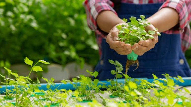 Menggenjot Konsep Urban Farming Lewat Pemanfaatan Dana Desa