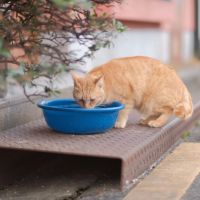 Mitos atau Fakta, Kucing Tidak Suka Minum? Ini yang Wajib Diketahui Pemilik Kucing, Cek Ya!