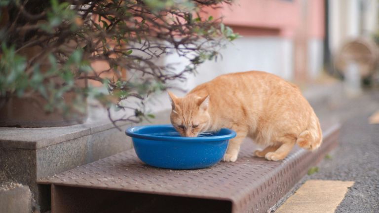 Mitos atau Fakta, Kucing Tidak Suka Minum? Ini yang Wajib Diketahui Pemilik Kucing, Cek Ya!