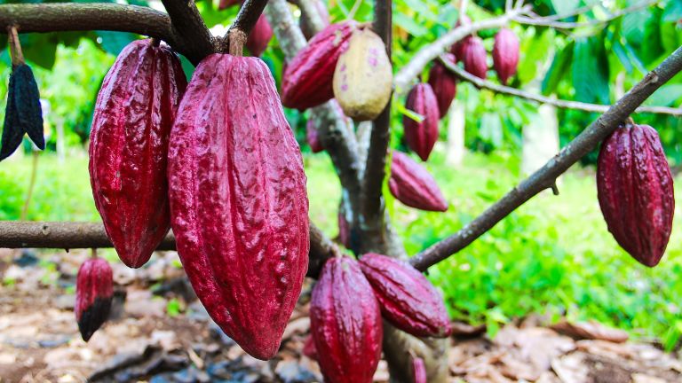 Tak Hanya Lezat, Ini Deretan Manfaat Luar Biasa Cokelat untuk Kesehatan