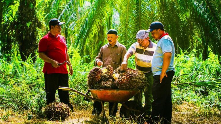 Inklusi Akses Keuangan Wujudkan Kesejahteraan Petani Swadaya