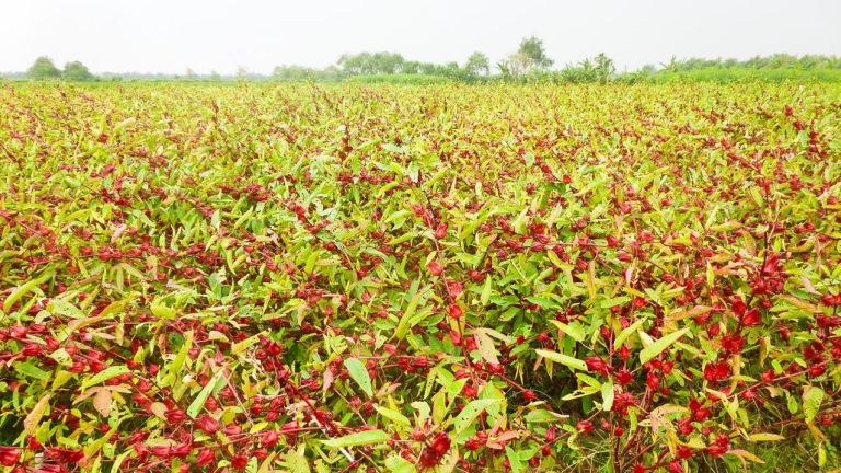 Menilik Potensi Rosella, Tanaman Serat Alam yang Multifungsi