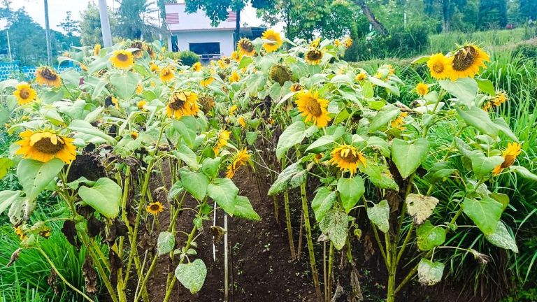 Mengupas Potensi Besar Bunga Matahari: Tanaman Serba Guna yang Bernilai Ekonomi Tinggi