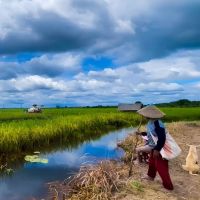 Sinergi Program Brigade Pangan dan OPLAH Kementan Jadikan Sumatera Selatan Lumbung Padi Nasional