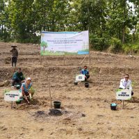 PLN EPI dan Kementan Sinergi Hijaukan Brebes, Sulap Lahan Tandus Jadi Tanaman Energi