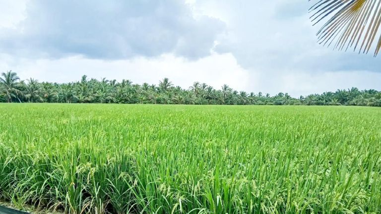 Meninjau Hasil Optimalisasi Lahan Sawah di Banyuasin