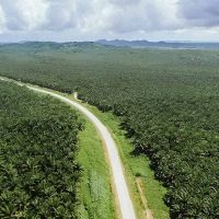 Perluasan Perkebunan Sawit Nasional Didorong ke Lahan Terdegradasi