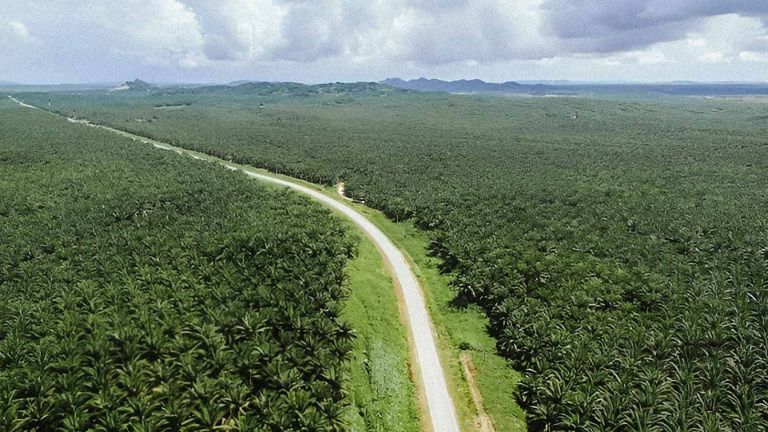 Perluasan Perkebunan Sawit Nasional Didorong ke Lahan Terdegradasi