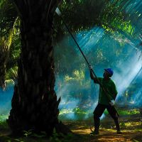 GAPKI: Konsumsi CPO di Indonesia Meningkat
