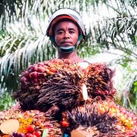 Tandan Kosong Kelapa Sawit Limbah Industri Bernilai Ekonomis