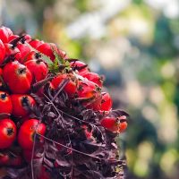 Harga Minyak Sawit Merah Rp300 Ribu per Liter Dinilai Wajar, Ini Alasannya