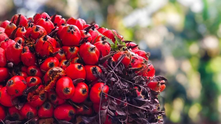 Harga Minyak Sawit Merah Rp300 Ribu per Liter Dinilai Wajar, Ini Alasannya