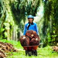 Alasan Industri Sawit Diserang Isu Negatif