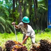 Proyeksi GAPKI akan Harga Minyak Sawit Dunia di Akhir 2025