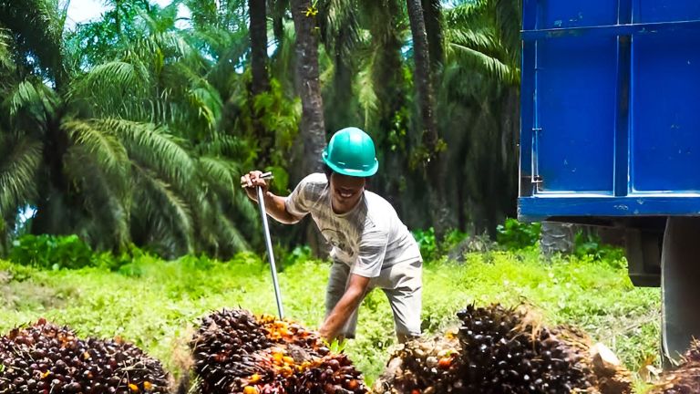 Proyeksi GAPKI akan Harga Minyak Sawit Dunia di Akhir 2025