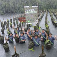 Pertamina Drilling Tanam 1.000 Pohon Mangrove di Pesisir Jakarta Utara