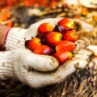 Upaya Pemberdayaan Petani Sawit Kecil untuk Menjawab Tantangan Global