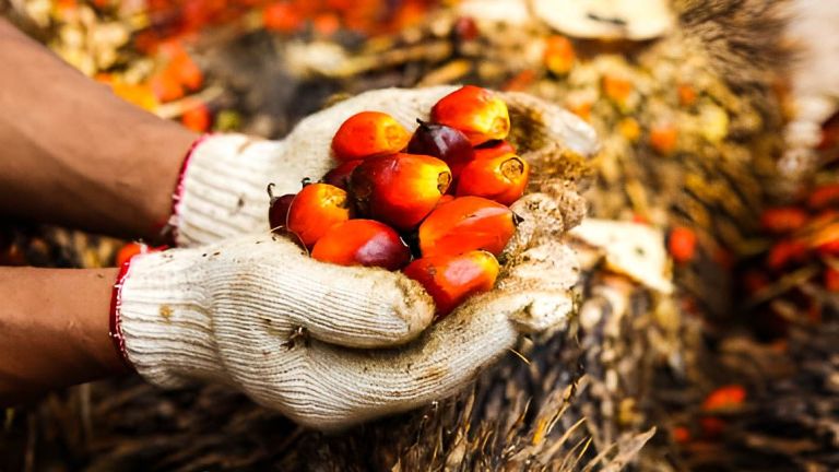 Upaya Pemberdayaan Petani Sawit Kecil untuk Menjawab Tantangan Global