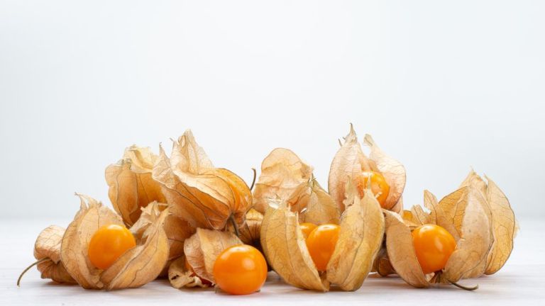 Kerap Dianggap Remeh, Ciplukan dan 3 Jenis Buah-buahan Ini Justru Kaya Akan Nutrisi