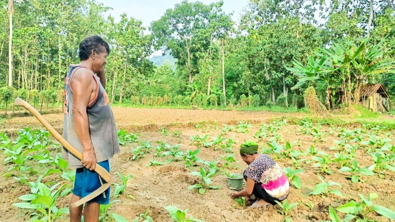 Petani di Desa Karanggayam Kebumen: Menjaga Tradisi Menanam Tembakau