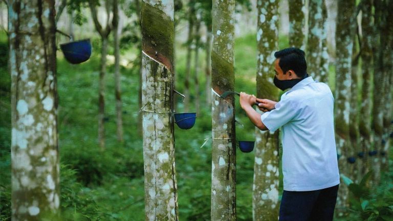 Karet Tak Sekadar Getah: Merekatkan Nilai Tambah dan Pasar Global