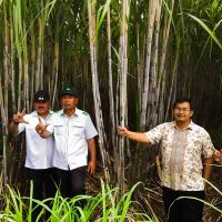 Mendorong Produktivitas Tebu, Mengejar Swasembada Gula