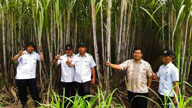 Mendorong Produktivitas Tebu, Mengejar Swasembada Gula