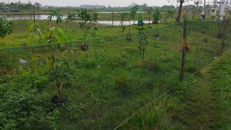 Dukung SDG’s dan Zero Emission, PLN Gelar Aksi Nyata Penghijauan di Bekasi