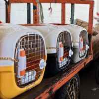 Pengiriman Hewan Peliharaan KAI Logistik Tembus 74.637 Ekor pada Semester I 2025