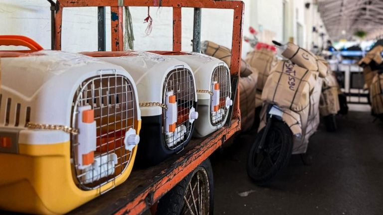 Pengiriman Hewan Peliharaan KAI Logistik Tembus 74.637 Ekor pada Semester I 2025