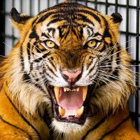 Harimau Sumatera: Penjaga Keberlanjutan Ekosistem