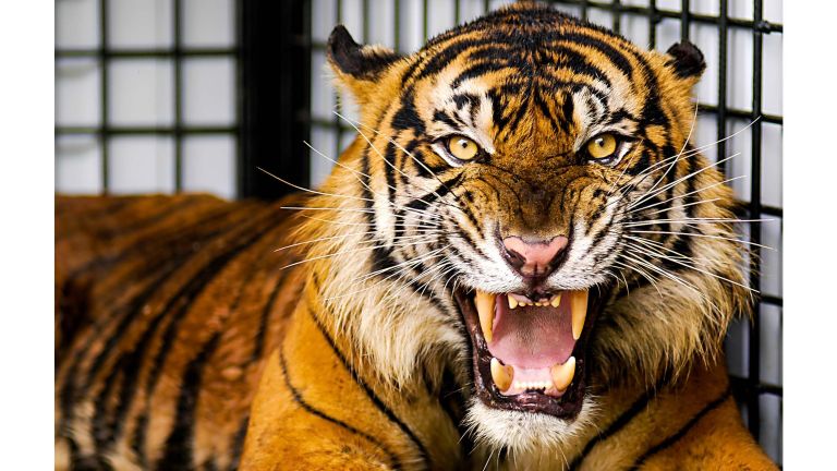 Harimau Sumatera: Penjaga Keberlanjutan Ekosistem