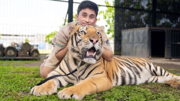 Beda dengan Harimau, Alshad Ahmad Luncurkan Makanan Kucing Bernutrisi Tinggi
