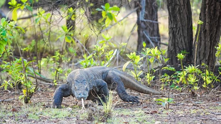 Mendorong Sinergi Konservasi dan Investasi: PHC Contoh Potensi Kolaborasi Positif di Komodo