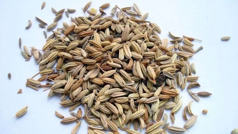 Ahli Gastroenterologi Harvard Ungkap 6 Biji-bijian Terbaik untuk Berbagai Masalah Kesehatan