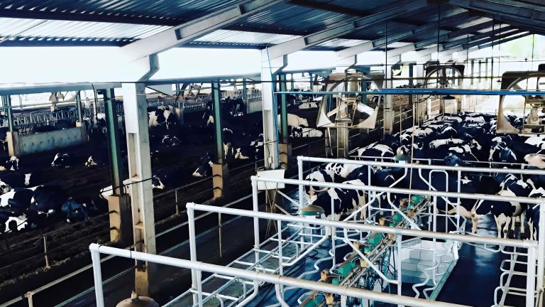 PT Perkebunan Kandangan Madiun PSN Matangkan  Persiapan Hilirisasi Susu Bersama Bappenas