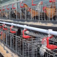 Tingkatkan Taraf Hidup, Dompet Dhuafa Dorong Pemberdayaan Peternakan Ayam Arab di Bogor